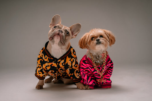 🐾 Why PetCurdle Is Canada’s New Favourite Online Store for Calming, Grooming &amp; Travel Pet Products